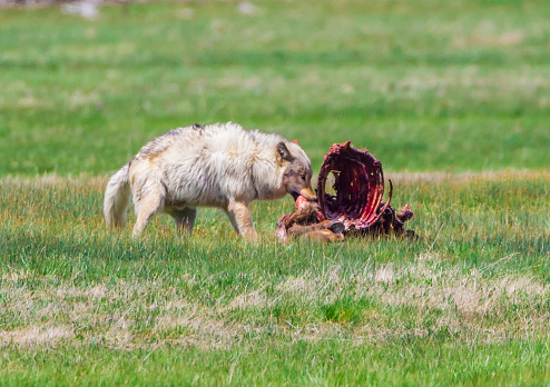 Gray wolf eating on an elk carcass, Yellowstone National Park, Wyoming