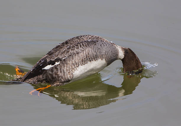 istock Female Common Goldeneye Diving 500488131
