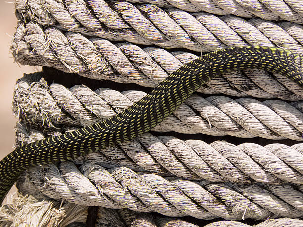 istock paradise flying snake on a rope in Koh Adang, Thailand 500488348