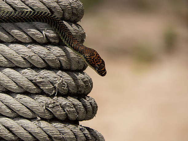 istock paradise flying snake on a rope in Koh Adang, Thailand 500488494