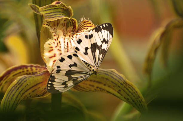 istock Beauty in nature 500488750