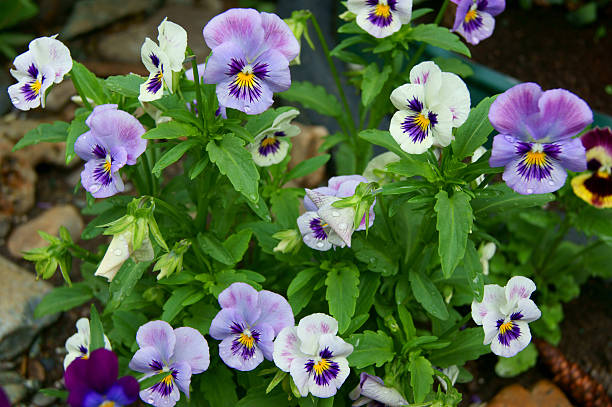 istock Beautiful flower pansy 500489143