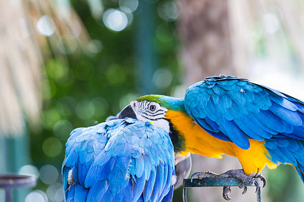 istock Close-up of blue-and-yellow macaw, 500489579