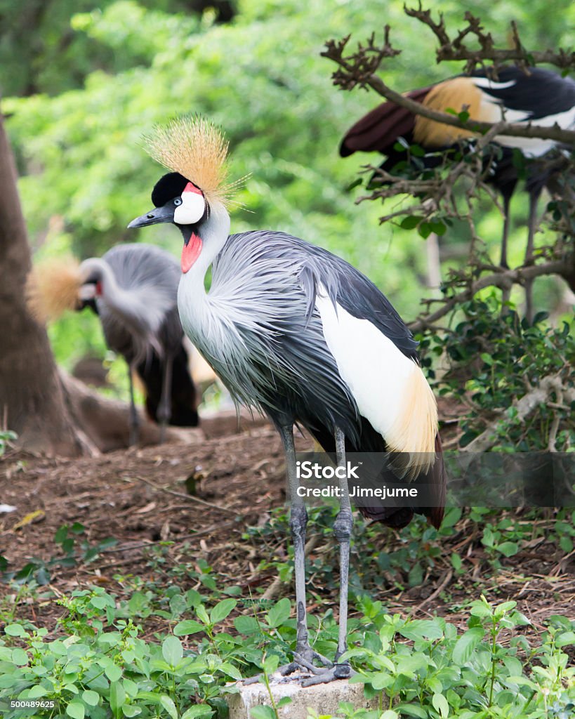 Kronenkranich stehen in Safari World - Lizenzfrei Fotografie Stock-Foto