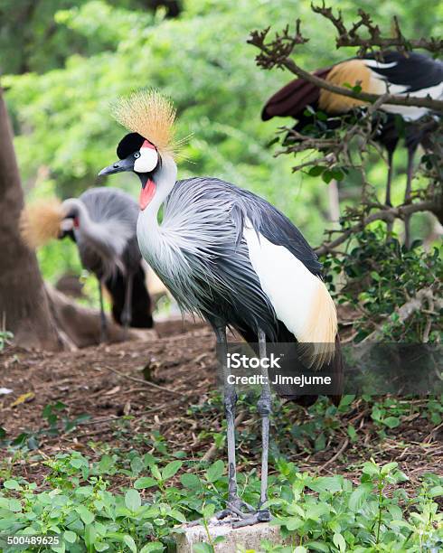 Kronenkranich Stehen In Safari World Stockfoto und mehr Bilder von Fotografie - Fotografie, Gefieder pflegen, Natur