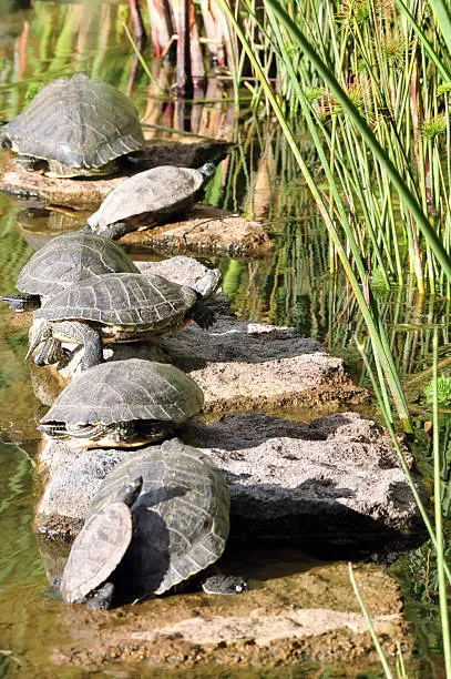 Photo of Water turtles