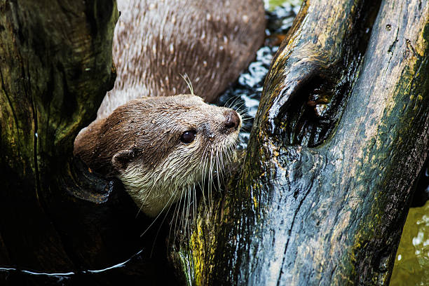 istock beautiful Smooth-coated Otter (Lutrogale perspicillata) living i 500489987