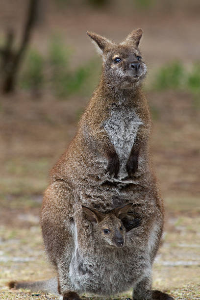 bennetts wallaby i joey. - wallaby kangaroo joey tasmania zdjęcia i obrazy z banku zdjęć