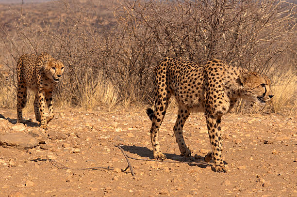 istock Cheetahs at Dustenbrook Farm, Namibia 500491538