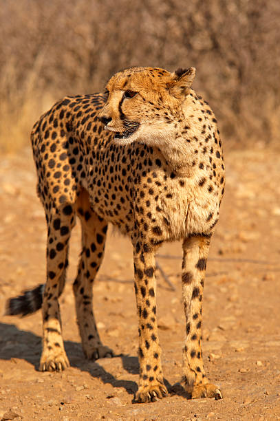 istock Cheetahs at Dustenbrook Farm, Namibia 500491742