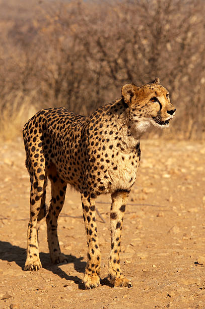 istock Cheetah at Dustenbrook Farm, Namibia 500491822