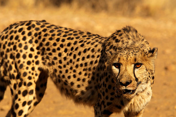 istock Cheetahs at Dustenbrook Farm, Namibia 500491898