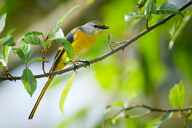 istock Long-tailed minivet bird female in Nepal 500492355