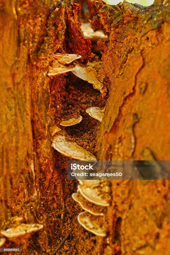 Ganoderma Lucidum - Ling Zhi Mushroom. Ganoderma Lucidum - Ling Zhi Mushroom Asia Stock Photo