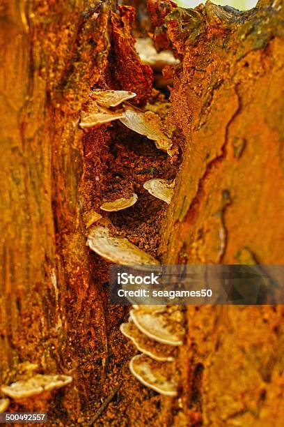 Ganoderma Lucidum Ling Zhi Mushroom Stock Photo - Download Image Now - Asia, Backgrounds, Brown