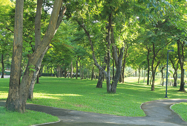 зеленый сад с тропа - nobody tranquil scene nature park стоковые фото и изображения