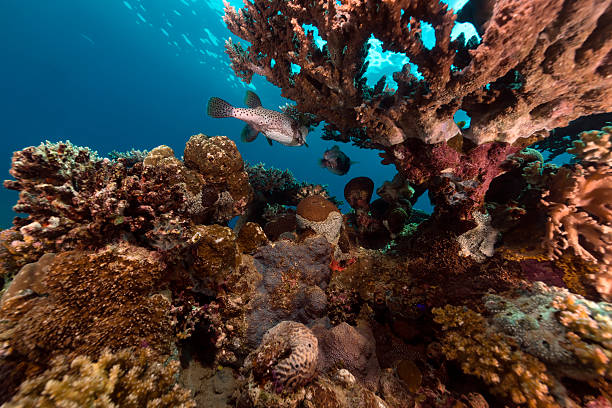 istock Tropical waters in the Red Sea. 500492737