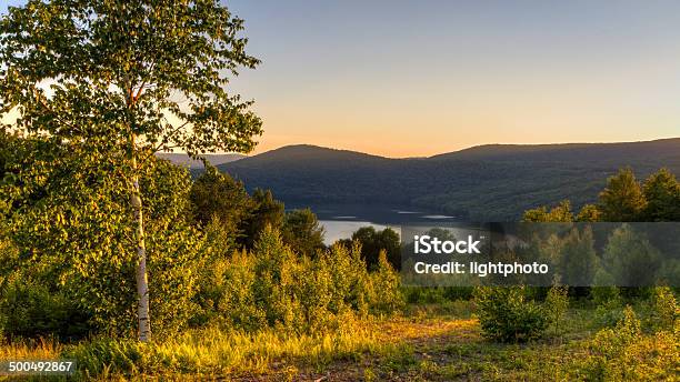 Birch Tree Golden Hour Stock Photo - Download Image Now - Andes, Appalachia, Birch Tree