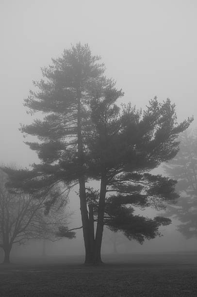 istock Fir in the Fog 500492902