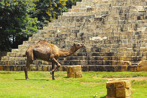 istock Camel standing in the zoo. 500493037
