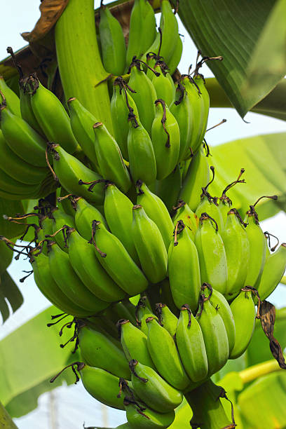 istock Banana tree with a bunch of bananas 500493373