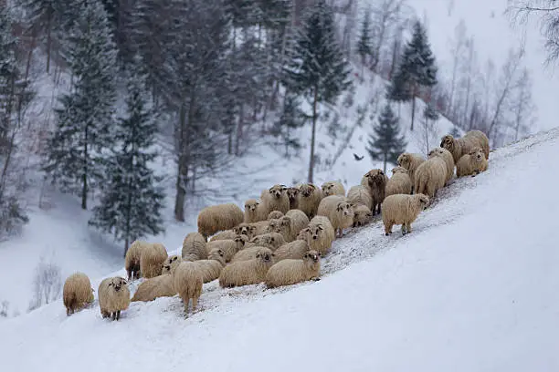 Photo of Flock of sheep