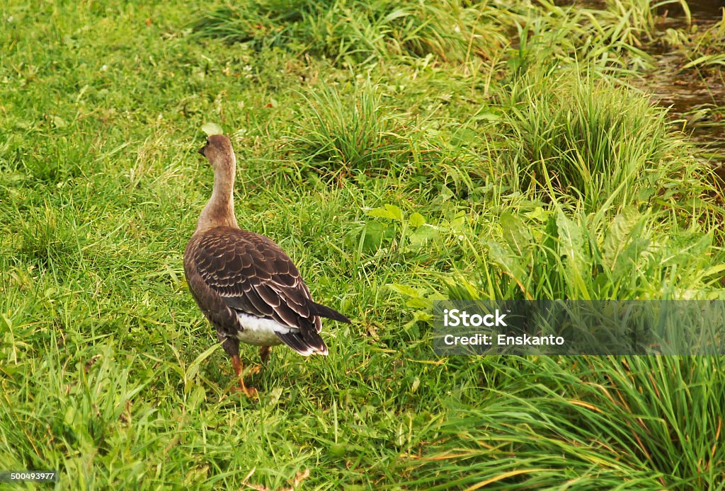 greylag Agricultural Field Stock Photo