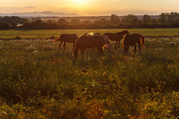 istock Grazing horses at sunset 500494551