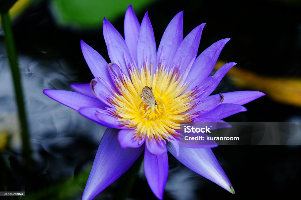 Butterfly in the purple lotus Butterfly in the purple lotus at the pond Animal Stock Photo