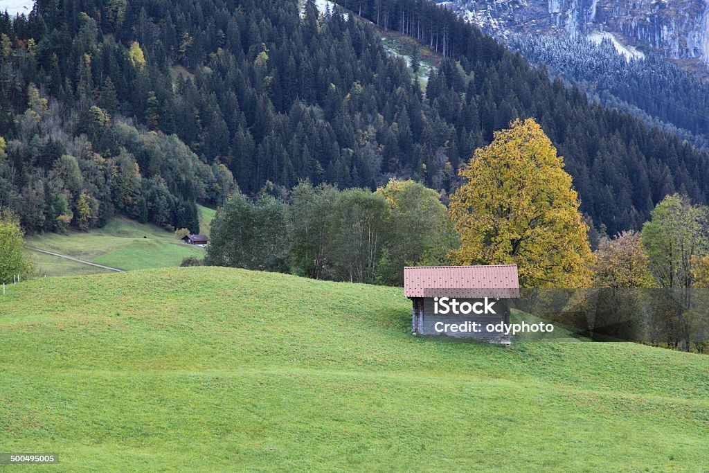 Switzerland pasture of Grindelwald, Switzerland Agriculture Stock Photo