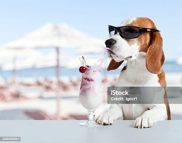 Cute Dog In Sunglasses Drink Cocktail Stock Photo - Download Image Now - Dog, Drinking, Cocktail