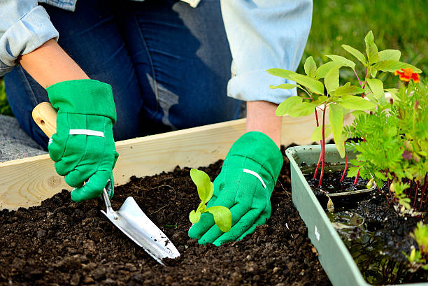 istock Close-up hands in gloves planting sprout 500495187