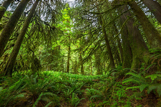 istock Olympic National Park at Washington State 500504381