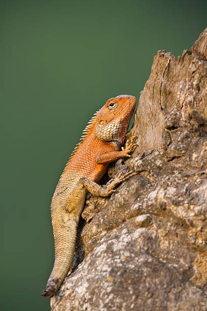istock Oriental garden lizard with mutilated tail in Nepal 500504403