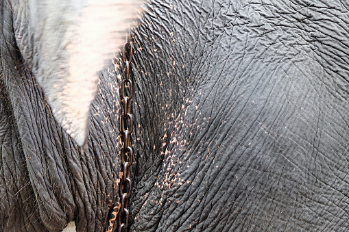image of Elephant Skin closeup 