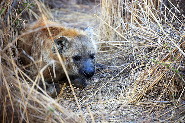 istock South Africa: Spotted Hyena in Kruger National Park 500504662