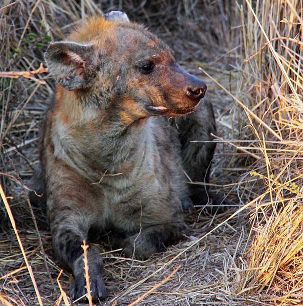 istock South Africa: Spotted Hyena in Kruger National Park 500504912