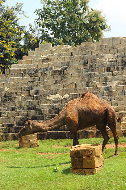 istock Camel standing in the zoo. 500505323