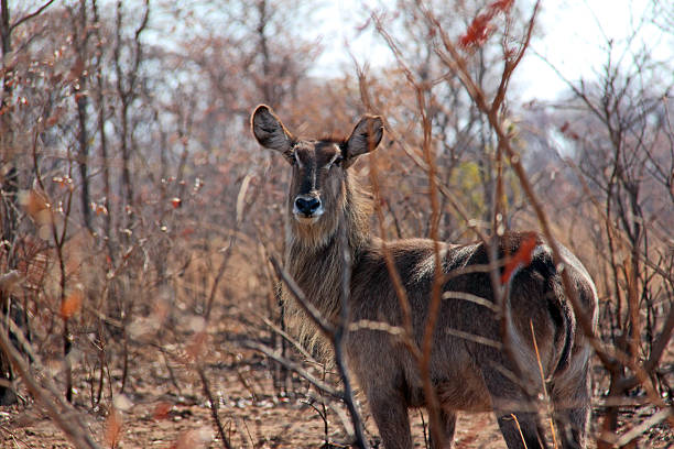 A Waterbuck (Kobus ellipsiprymnus) stands alert in a wooded area of Kruger National Park.