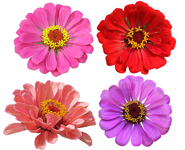 istock Zinnias Flower Set 500505532