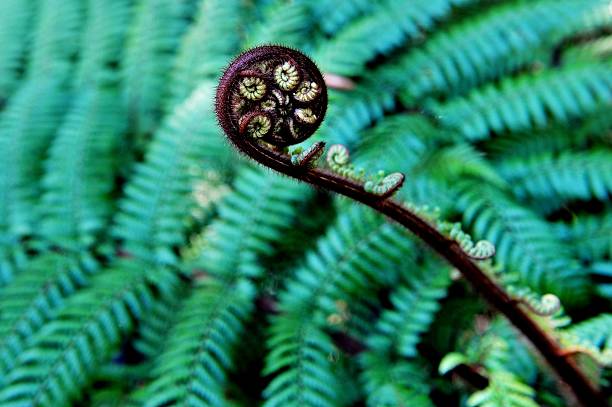 istock New Zealand Fern 500505546