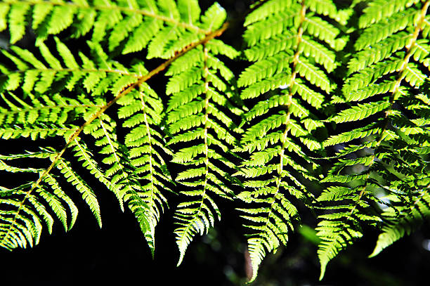 istock New Zealand Fern 500505576