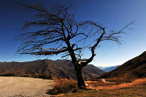 istock New Zealand West Coast 500505652