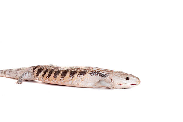 istock Eastern Blue-tongued Skink on white 500505705