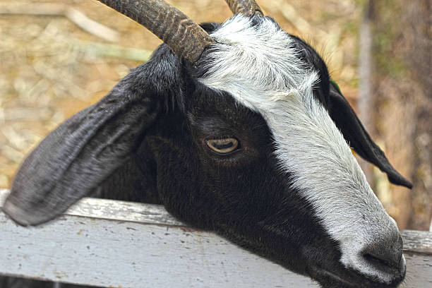 istock Goats portrait in a zoo. 500505941