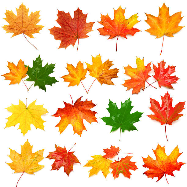 istock Collection of autumn leaf 500505963