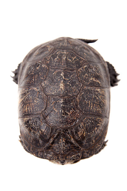 istock European pond terrapin on white 500506619