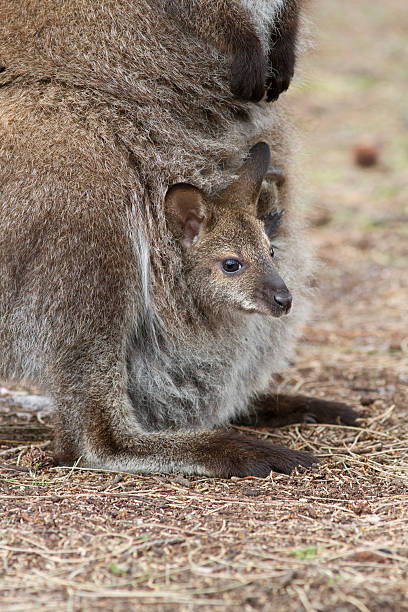 bennetts wallaby e joey. - wallaby kangaroo joey tasmania foto e immagini stock