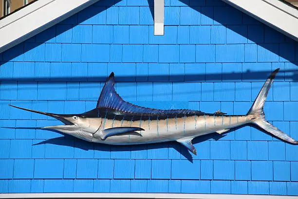 Photo of Swordfish