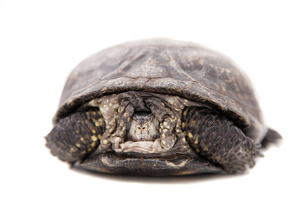 istock European pond terrapin on white 500507111